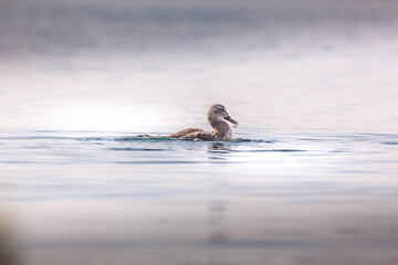 duck on water