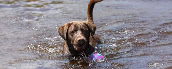 Dog, Safe Swimming at Northern Ontario's Campground Beach during a Heatwave. © touchedbylight