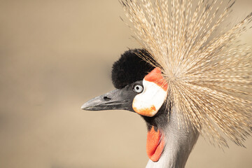 Fototapeta premium Elegance in Motion: Capturing the Grace of the Grey Crowned Crane