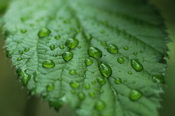Fototapeta na wymiar Leaf with drops of rain