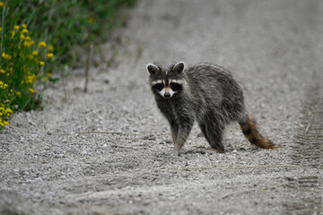 Curious funny young raccoon wanders along a country road exploring for food © Carol Hamilton