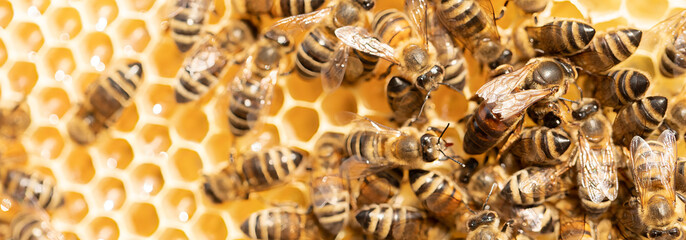 Queen of the Hive: Capturing the Beehive's Regal Matron