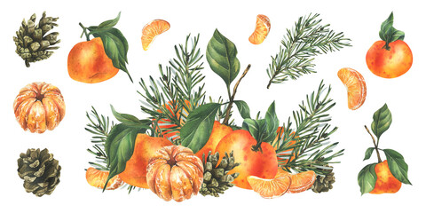 Orange tangerines whole, peeled and sliced with pine branch and cones. Christmas, New Year, hand drawn watercolor illustration. Isolated composition with elements on a white background