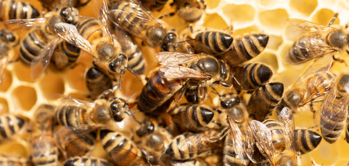 The Bee's Royal Figure: A Close Encounter with the Queen Bee