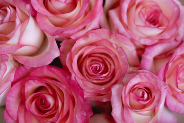 Bouquet of pink rose flowers close up,flat lay