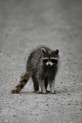 Curious funny young raccoon wanders along a country road exploring for food © Carol Hamilton