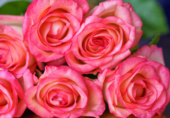 Bouquet of pink rose flowers close up,flat lay