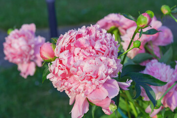 Blooming pink pion flower in a garden.