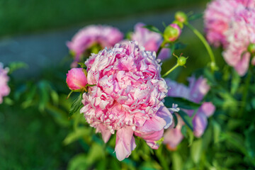 Blooming pink pion flower in a garden.