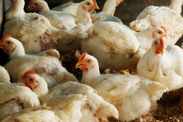 white broiler chicken in a cage for meat business