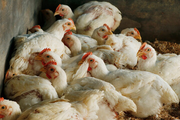 white broiler chicken in a cage for meat business