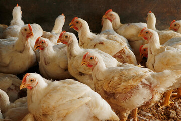 white broiler chicken in a cage for meat business