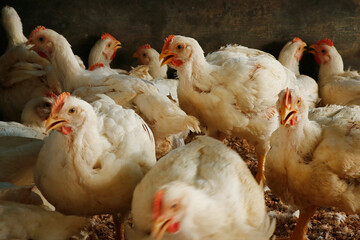 white broiler chicken in a cage for meat business