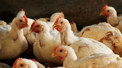 white broiler chicken in a cage for meat business