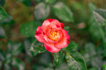 Blooming red rose flower in a garden.