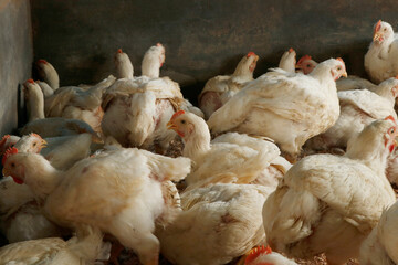 white broiler chicken in a cage for meat business