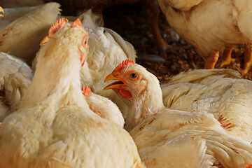 white broiler chicken in a cage for meat business
