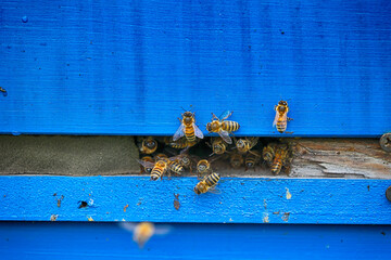 Pszczoła miodna leci do niebieskiego ula. - obrazy, fototapety, plakaty