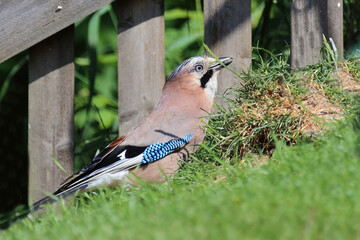Eichelhäher / Eurasian jay / Garrulus glandarius