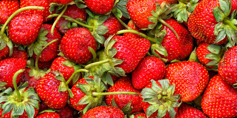 Background of fresh strawberries in summer in the garden of a country house,natural light.