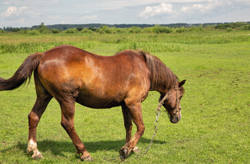 Lone brown horse grazing in the meadow
