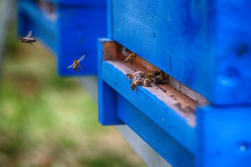 Pszczoła miodna leci do niebieskiego ula.  - obrazy, fototapety, plakaty