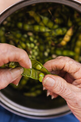 picking out green pigeon peas in the hands of an old man from puerto rico
