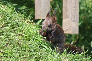 Eurasisches Eichhörnchen / Eurasian red squirrel / Sciurus vulgaris