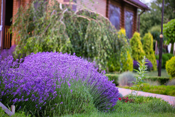 Lush Lavender Haven: A Designer's Delight in Backyard Landscaping - obrazy, fototapety, plakaty