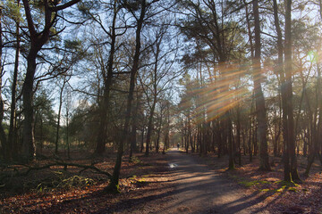Forest with sun beams