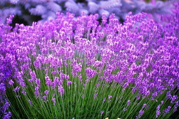 Enchanting Backyard Escape: A Symphony of Lavender Blooms
