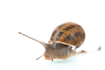 Snail isolated over white