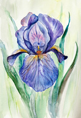 bright purple iris