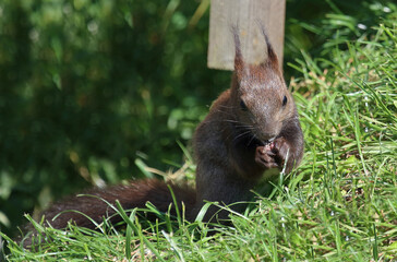 Eurasisches Eichhörnchen / Eurasian red squirrel / Sciurus vulgaris