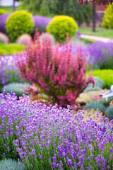 Designing with Lavender: Transforming the Backyard into a Fragrant Paradise