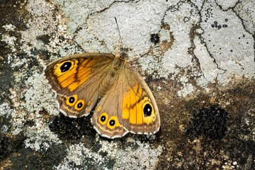Close up of butterfly Lasiommata Maera