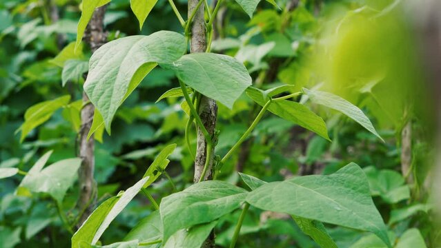 agriculture. soybean plantation a field green bean plant close-up. business agriculture concept. soybean growing vegetables plant care. green field soybean movement. bio agriculture farm