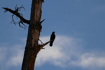 crow on a tree