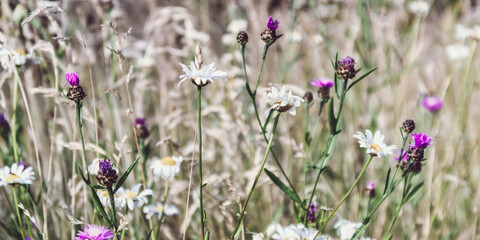 eine Blumenwiese mit Wilblumen in hellen Farben