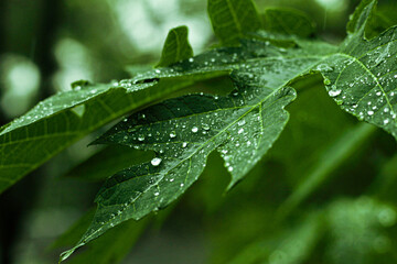 dew on a leaf waterdrop macro photography
