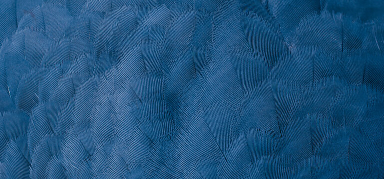 red feather pigeon macro photo. texture or background