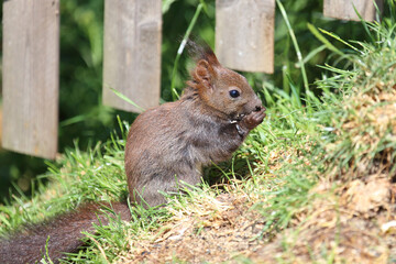 Eurasisches Eichhörnchen / Eurasian red squirrel / Sciurus vulgaris