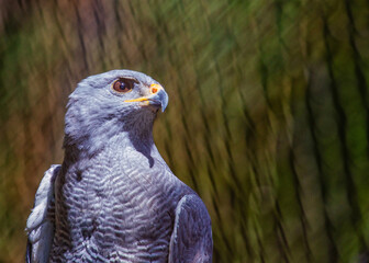 Grey Hawk (Buteo plagiatus)