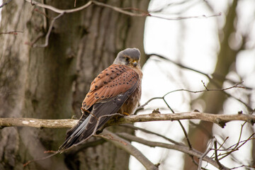 Kestrel (Falco tinnunculus)