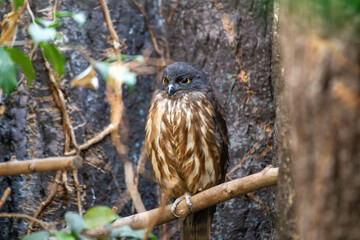Brown Hawk Owl (Ninox scutulata)