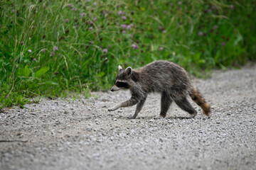 Naklejka na ściany i meble Curious funny young raccoon wanders along a country road exploring for food