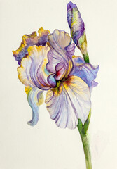 delicate and bright iris - 620315790
