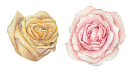 Watercolor hand-painted illustrations of a pink rose and a yellow rose on a transparent background. Pre-made flower images for printing design.