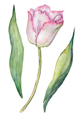 Watercolor hand-painted illustration set with a pink tulip and tulip leaves on a transparent background.
