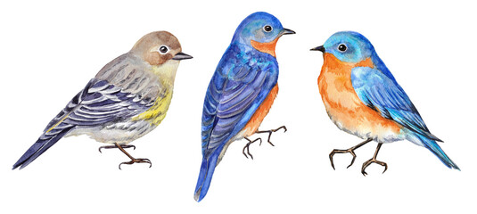 Watercolor hand-painted illustration set with bluebirds and a lesser goldfinch bird on a transparent background. Spring bird images.